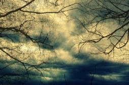 Trees
