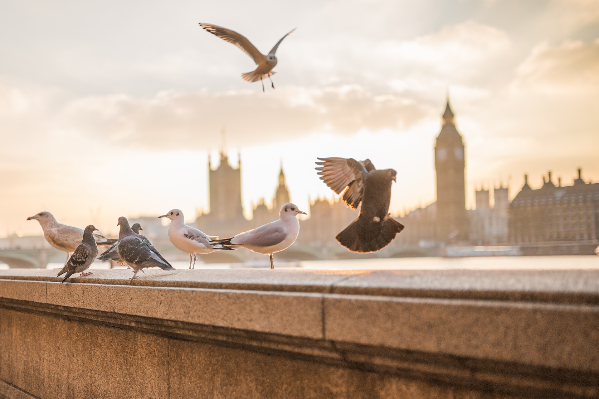 Westminster