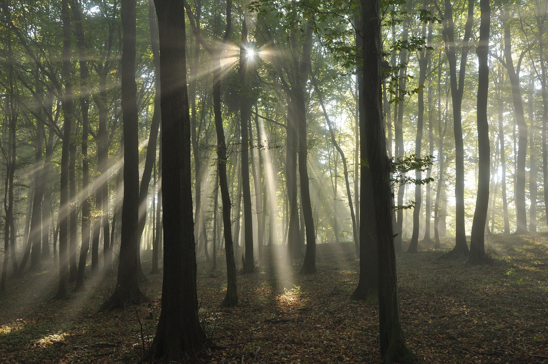 Forest