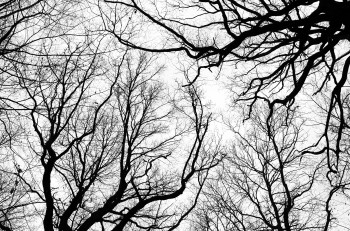 Tree with no leaves