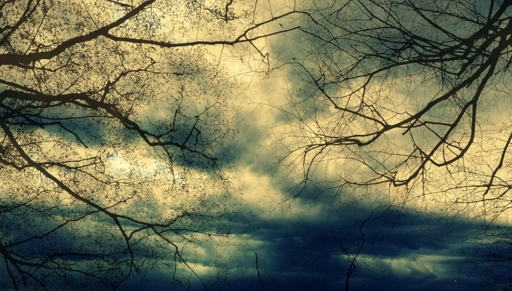 Trees